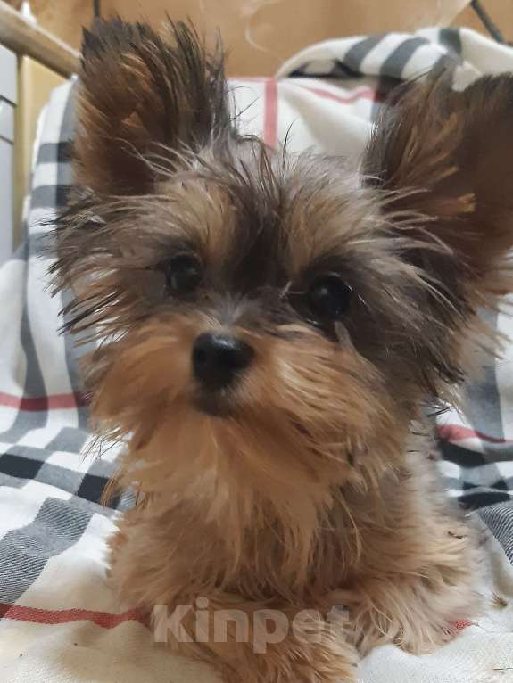 Собаки в Ухте: Цветной йорк Девочка, 13 000 руб. - фото 2