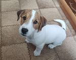 Собаки в других городах Ленинградской области: Джек Рассел, щенки мальчики Мальчик, Бесплатно - фото 6