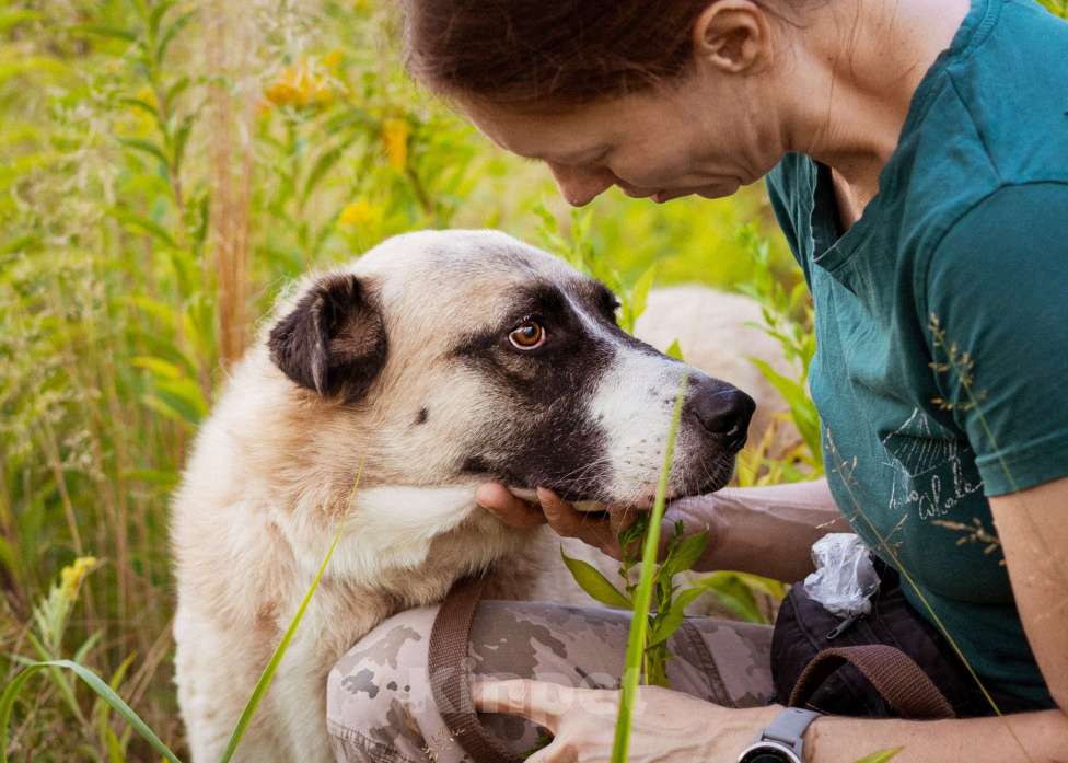 Собаки в Москве: Красивая молодая собака в добрые руки! Девочка, Бесплатно - фото 3