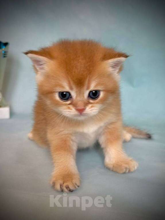 Кошки в Калуге: Британская золотая шиншилла Мальчик, 45 000 руб. - фото 8