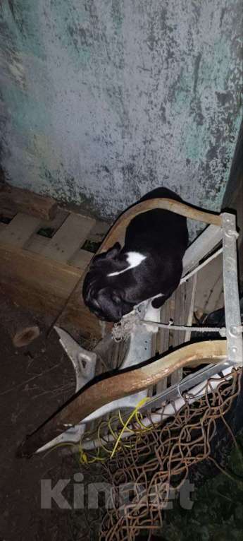 Собаки в Ростове-на-Дону: Стаффордширский бультерьер Девочка, 50 000 руб. - фото 3