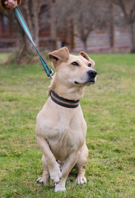 Собаки в Подольске: Кокки , кобель-коротколапик 3х лет в добрые руки Мальчик, Бесплатно - фото 4