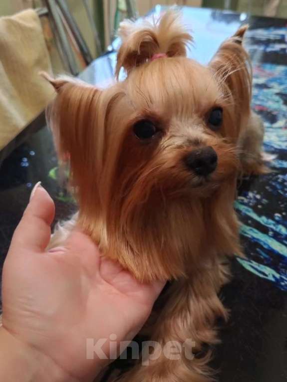 Собаки в Волгограде: Продам Мальчик, 20 000 руб. - фото 1