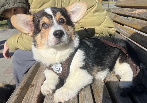 Щенок Вельш корги пемброк