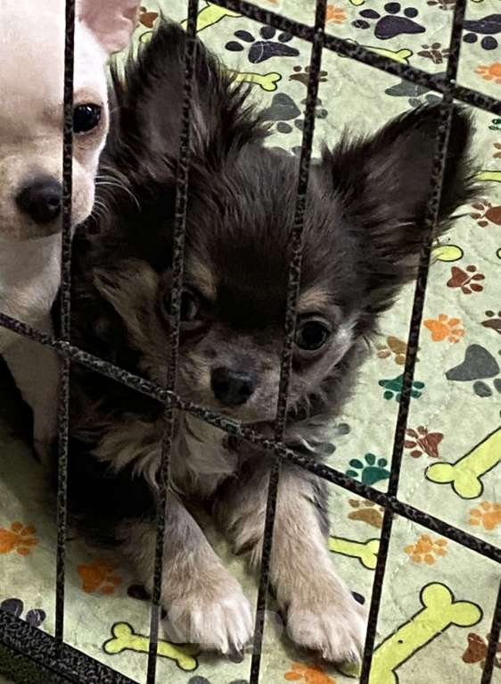 Собаки в Москве: Чихуахуа мальчик щенок Мальчик, 35 000 руб. - фото 5