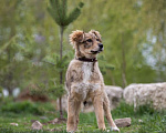 Собаки в Щелково: Каштанка Девочка, Бесплатно - фото 5