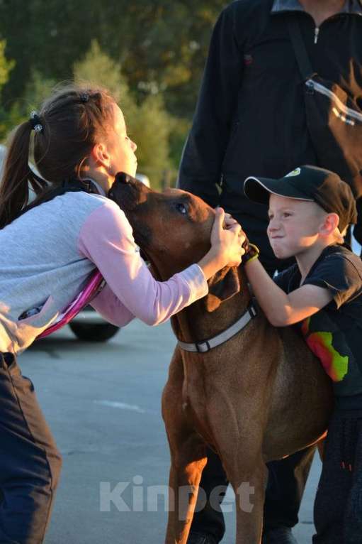 Собаки в Новосибирске: Родезийский риджбек кобель ищет дом Мальчик, 1 руб. - фото 2