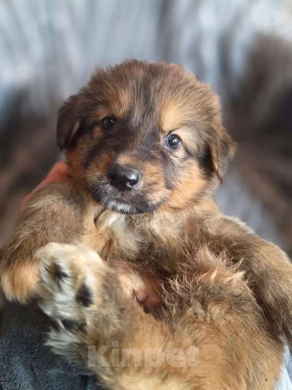 Собаки в Москве: Щенки от мамы-овчарки в дар Мальчик, 1 руб. - фото 2