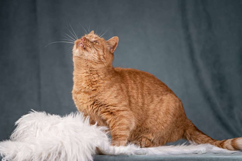 Кошки в Клине: Рыжик — матёрый кот в самом расцвете сил Мальчик, Бесплатно - фото 3