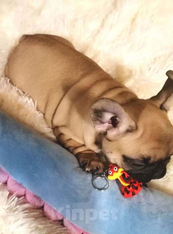 Собаки в Находке: Французкий бульдог! Шикарная булочка в отличном качестве! С документами Ркф!  Девочка, 100 000 руб. - фото 6