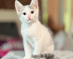 Кошки в Москве: Котенок мальчик возраст 2 месяца Мальчик, Бесплатно - фото 1