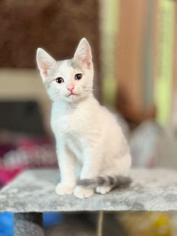 Котенок мальчик возраст 2 месяца