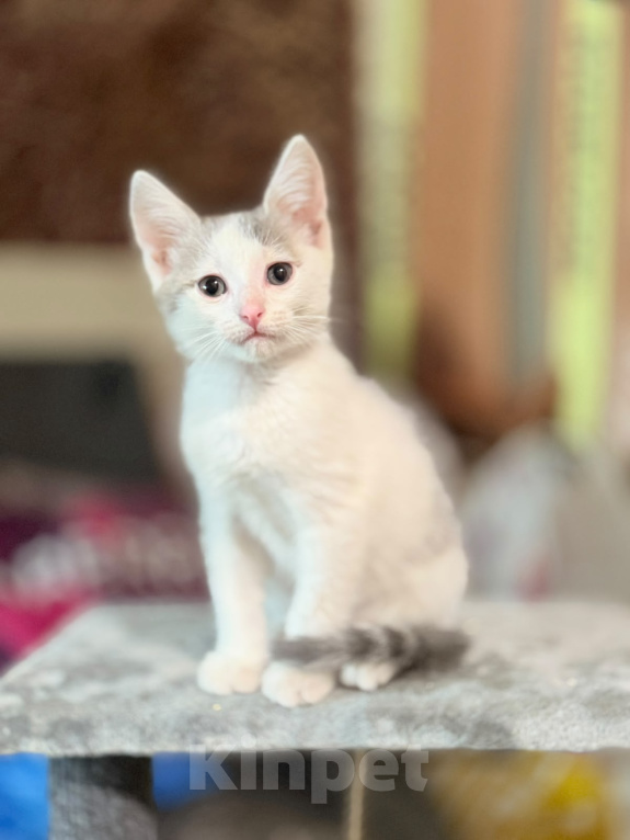 Кошки в Москве: Котенок мальчик возраст 2 месяца Мальчик, Бесплатно - фото 1