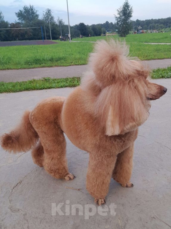 Собаки в Балашихе: Малый пудель, мальчики Мальчик, 40 000 руб. - фото 5