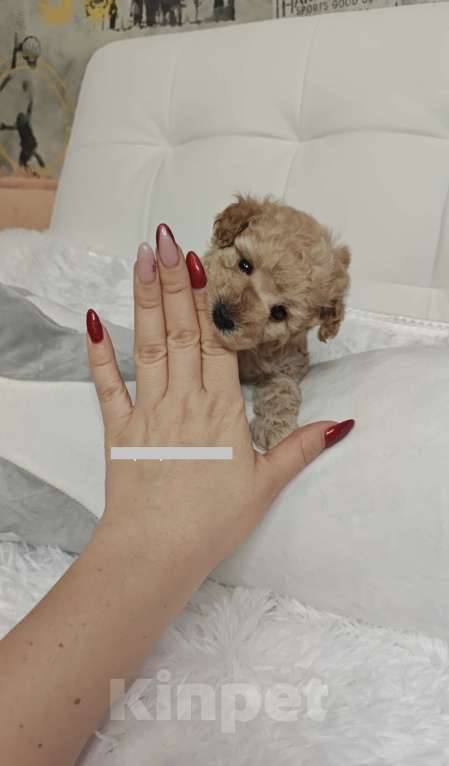 Собаки в Москве: Той пудель  Мальчик, 65 000 руб. - фото 3