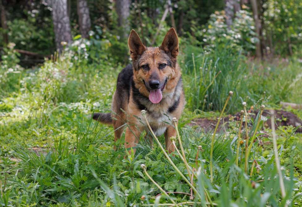 Собаки в других городах Московской области: Астра Девочка, Бесплатно - фото 4