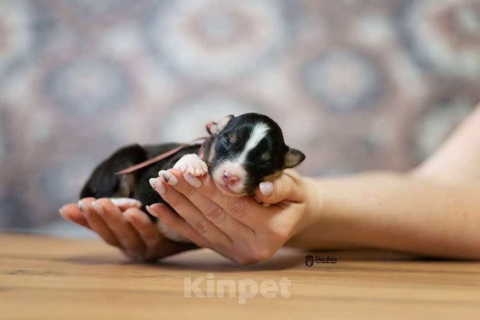Собаки в Москве: Австралийская овчарка, аусси Мальчик, Бесплатно - фото 3