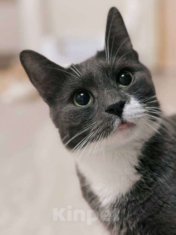 Кошки в Балашихе: Том Мальчик, Бесплатно - фото 1