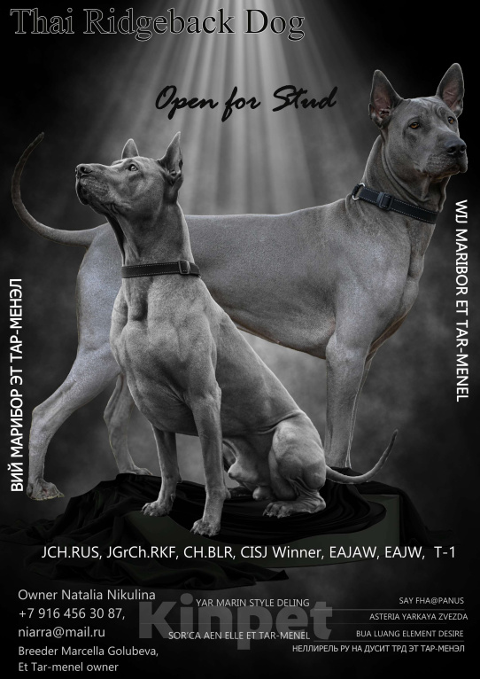 Собаки в Москве: Для вязки предлагается кобель Мальчик, Бесплатно - фото 5