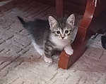 Кошки в Владимире: Котята ищут семью Разнополые, Бесплатно - фото 2