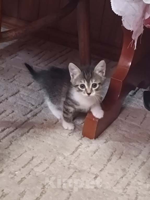 Кошки в Владимире: Котята ищут семью Разнополые, Бесплатно - фото 2