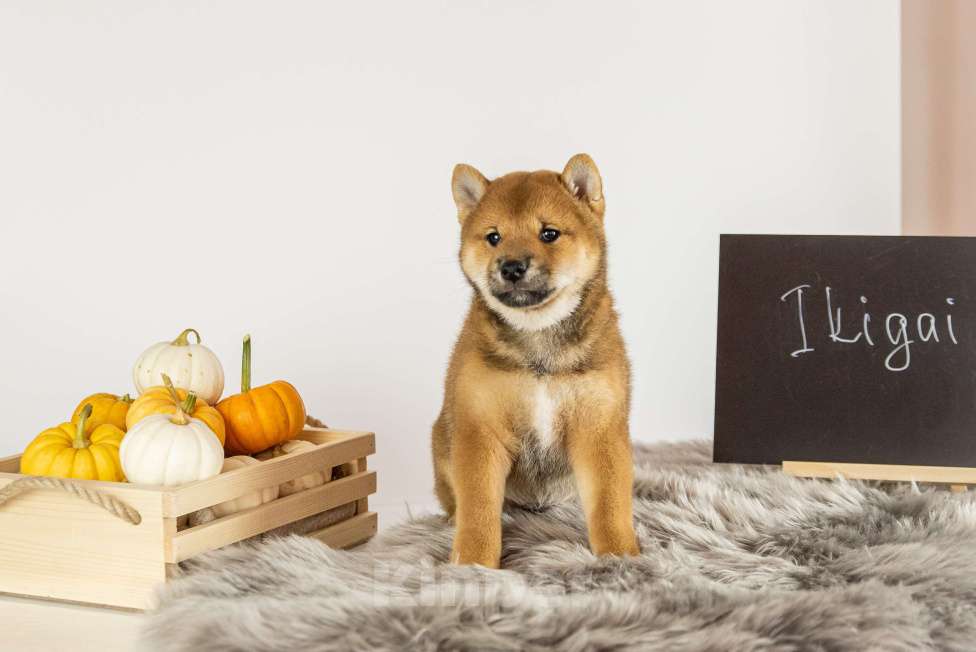 Собаки в Барнауле: Малыш Сиба Ину (Shiba Inu) Мальчик, 100 000 руб. - фото 1