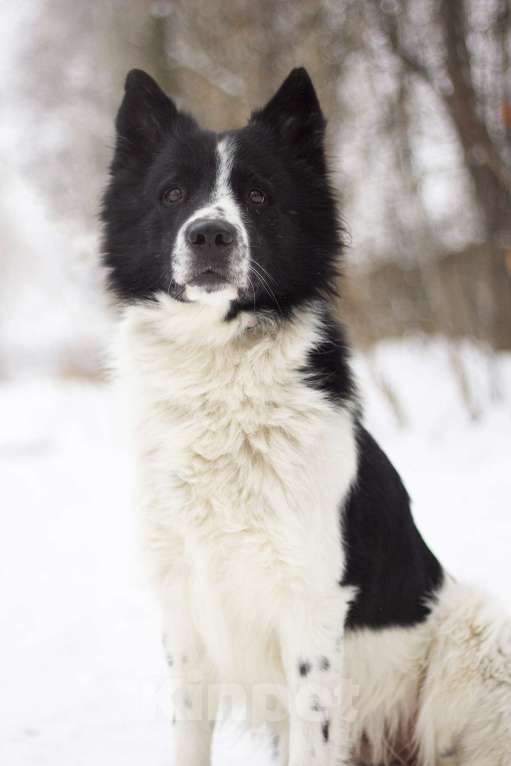 Собаки в Москве: метис бордер колли в добрые руки  Мальчик, 1 руб. - фото 3
