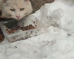 Кошки в Воронеже: Найден кот или кошка Мальчик, Бесплатно - фото 3