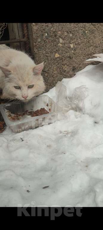 Кошки в Воронеже: Найден кот или кошка Мальчик, Бесплатно - фото 3