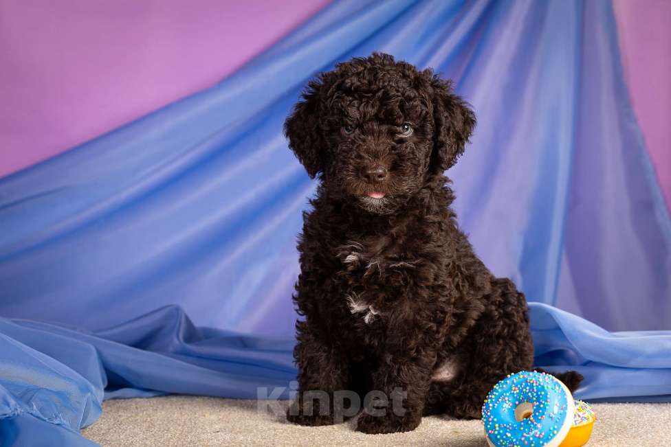 Собаки в Москве: ERMAYT Мальчик, 120 000 руб. - фото 7