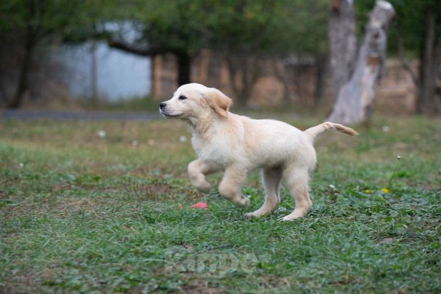 Собаки в Воронеже: Девочка золотистый ретривер  Девочка, 60 000 руб. - фото 6
