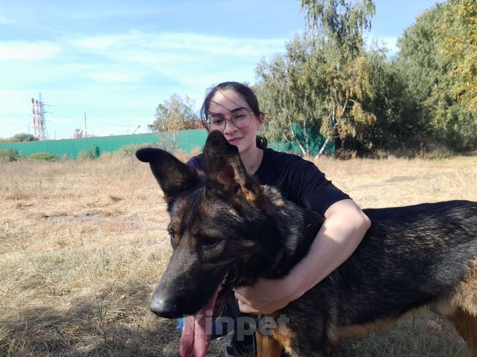 Собаки в Москве: Алтай Мальчик, Бесплатно - фото 2