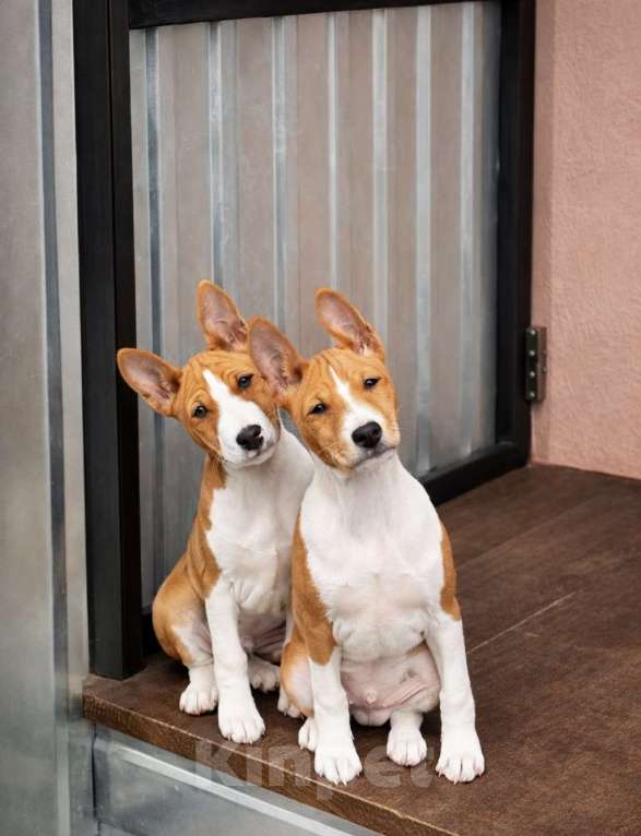 Собаки в Севастополе: Мальчики басенджи Мальчик, Бесплатно - фото 1