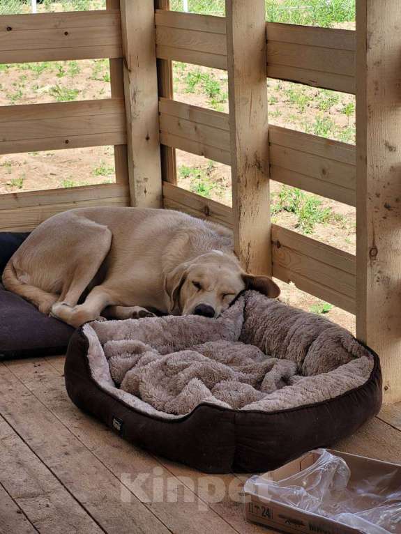 Собаки в Королеве: Пес в добрые руки Мальчик, Бесплатно - фото 1