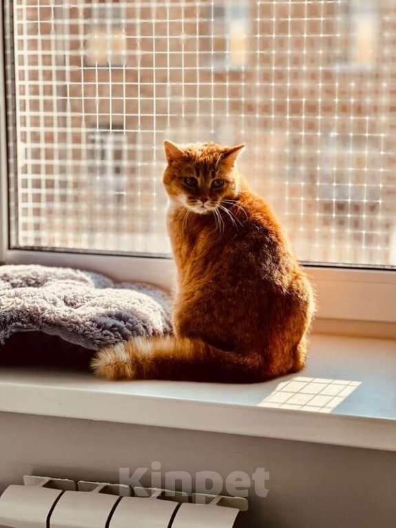 Кошки в Москве: Рыжая красотка с характером срочно ищет дом! Девочка, Бесплатно - фото 7