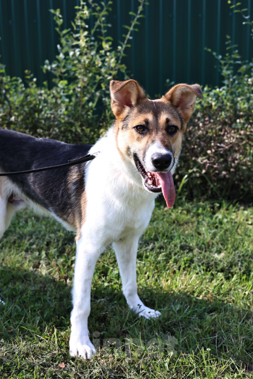 Собаки в Москве: Щенок в добрые руки бесплатно Москва Мальчик, Бесплатно - фото 2