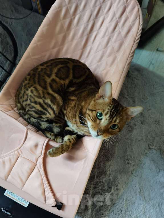 Кошки в Симферополе: Милого котяшина в добрые руки Мальчик, Бесплатно - фото 3