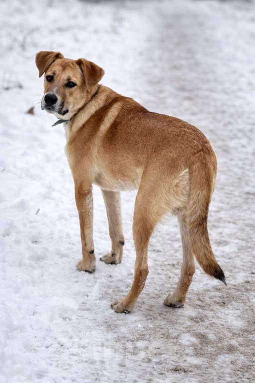 Собаки в Химках: Мальчик Кабачок ищет дом Мальчик, Бесплатно - фото 6