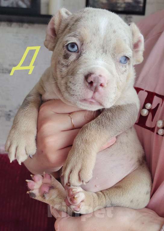 Собаки в Прокопьевске: Американский булли Девочка, 80 000 руб. - фото 2