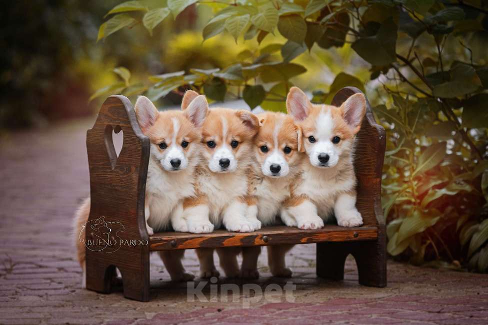 Собаки в Москве: коржики щенки Мальчик, 60 000 руб. - фото 4