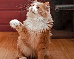 Кошки в Москве: Ласковое солнышко Персик, умнейший домашний котик в добрые руки Мальчик, Бесплатно - фото 3
