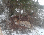 Собаки в Таштаголе: Лайки, 10 000 руб. - фото 4