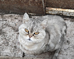 Кошки в Уфе: Красивая шотландская кошка в дар Девочка, Бесплатно - фото 2