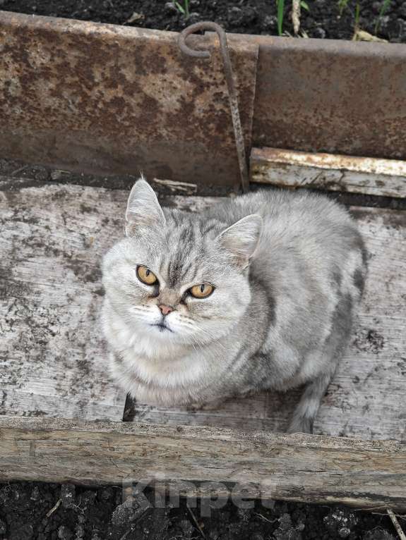 Кошки в Уфе: Красивая шотландская кошка в дар Девочка, Бесплатно - фото 2
