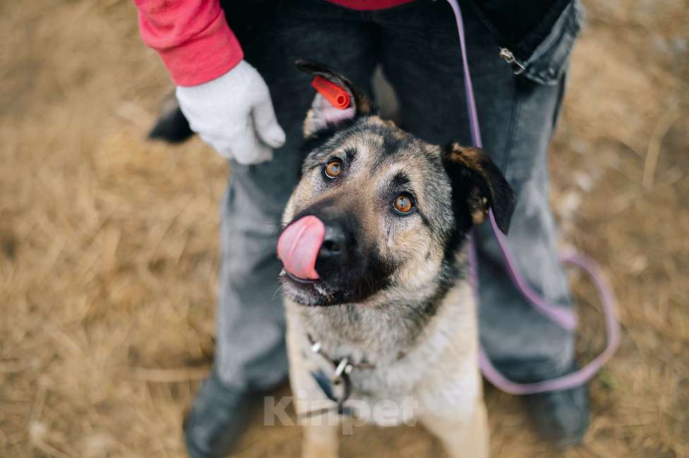 Собаки в Москве: Лукас Мальчик, Бесплатно - фото 4