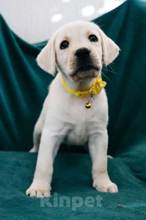 Собаки в Москве: Лабрадор-ретривер, щенок Мальчик, Бесплатно - фото 2