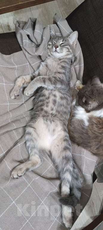 Кошки в Уфе: Пропала кошка в районе Гастелло Девочка, 1 000 руб. - фото 3