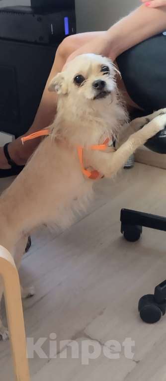 Собаки в Москве: Найдена собака Девочка, Бесплатно - фото 9