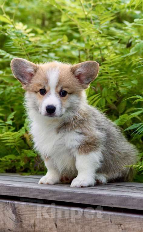 Собаки в Екатеринбурге: Щенки вельш корги пемброк Мальчик, 70 000 руб. - фото 3