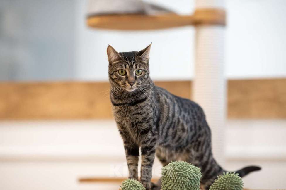 Кошки в Москве: кошечка Ариша в добрые руки Девочка, Бесплатно - фото 4